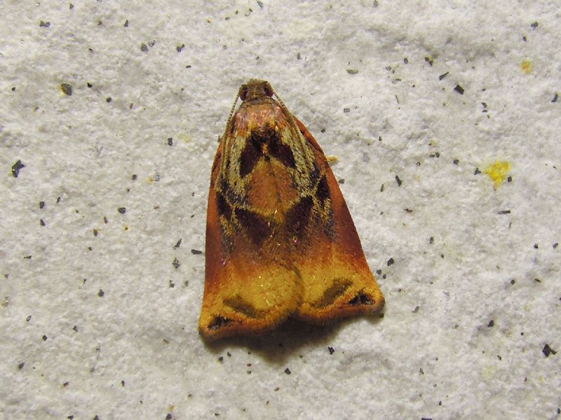 Archips podana (Tortricidae)